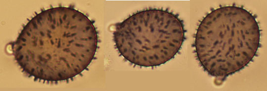 Aleurodiscus wakefieldiae